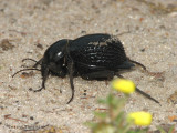 Darkling Beetle A1 - Okavango Delta.JPG