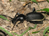 Ground Beetle A2 - NKwazi River Camp.JPG
