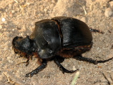 Elephant Dung Beetle - Heliocopris sp. 1 - Chobe N.P.JPG