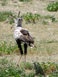 Secretary Bird 4b - road from Namutoni to Okaukuejo Etosha N.P.jpg