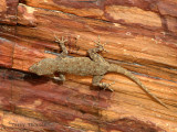 Common Namib Day Gecko 1a - Petrified Forest.jpg