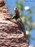 Namibian Rock Agami male 1a - Twyfelfontein.jpg