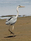 Gray Heron 1b - Walvis Bay.jpg