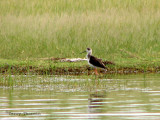 Black-winged Stilt 1a - NKwazi River Camp.jpg