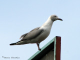 Gray-headed Gull 1a - Johannesburg.jpg