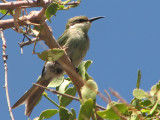 Swallow-tailed Bee-eater 1a - Twyfelfontein.jpg