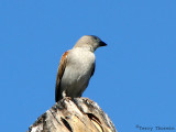 Southern Gray-headed Sparrow 1a - Okaukuejo Etosha N.P.jpg