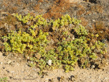 Desert succulent B2 - Namib Desert.JPG