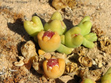 Stoneplant Lithops sp. in fruit 1 - Namib Desert near Swakupmund.JPG