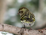 Pine Siskin 5a.jpg