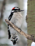 Downy Woodpecker 18a.jpg