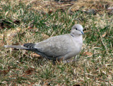 Eurasian Collared Dove 2a.jpg