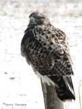 Rough-legged Hawk 18a.jpg