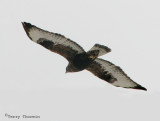 Rough-legged Hawk dark morph in flight 1a.jpg