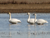 Tundra Swans 1a.jpg