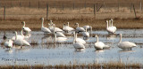 Tundra Swans 3a.jpg