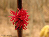 Beaked Hazelnut female flower 1a.jpg