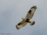 Rough-legged Hawk in flight 15b.jpg