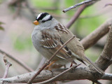White-crowned Sparrow 3a.jpg