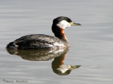 Red-necked Grebe 17a.jpg