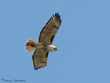 Red-tailed Hawk in flight 14a.jpg