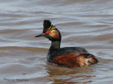 Eared Grebe 17a.jpg