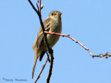 Least Flycatcher 3a.jpg