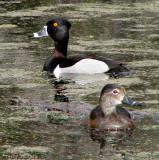Ring-necked Duck pair 1a.jpg