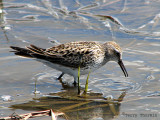 White-rumped Sandpiper 2a.jpg