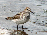 White-rumped Sandpiper 2a.jpg