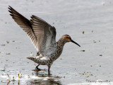 Stilt Sandpiper 2b.jpg