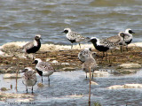 Black-bellied Plovers 1a.jpg