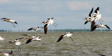 American Avocets in flight 1a.jpg