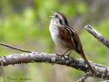 Swamp Sparrow 1b.jpg