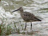 Willet 8a.jpg