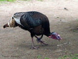 Wild Turkey 1a.jpg