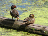 Green-winged Teal pair 4a.jpg