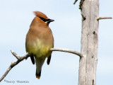 Cedar Waxwing 9a.jpg