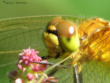 Sympetrum internum - Cherry-faced Meadowhawk portrait 1b.jpg