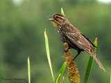 Red-winged Blackbird female 7a.jpg