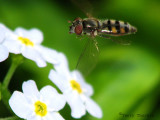 Platycheirus sp. probably obscurus - Flower Fly in flight 7a.jpg