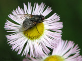 Muscidae - Muscid Fly B1b.jpg