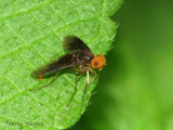 Snipe Flies - Rhagionidae