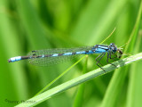 Enallagma ebrium - Marsh Bluet 2a.jpg