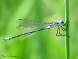 Lestes disjunctus - Northern Spreadwing 1a.jpg