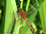 Sympetrum internum - Cherry-faced Meadowhawk 19a.jpg