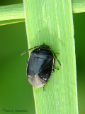 Sehirus cinctus - Burrower Bug 8a.jpg