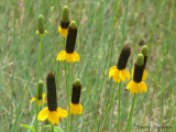 Coneflower 1.jpg