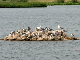 Rock island with gulls at Murray Marsh 1a.jpg
