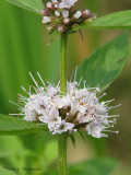 Wild Mint 1a.jpg